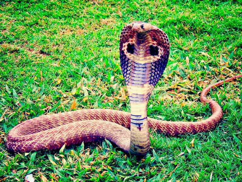 King-Cobra